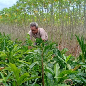 sagucha