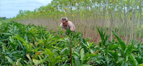 sagucha